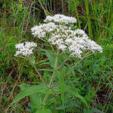 Common Boneset