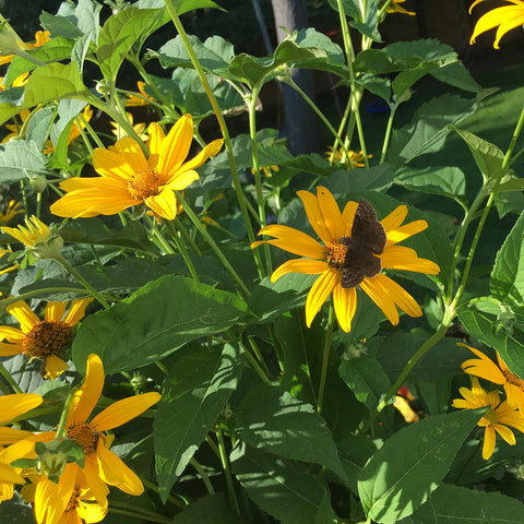 False Sunflower