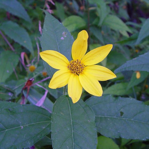 Thin-leaved Sunflower