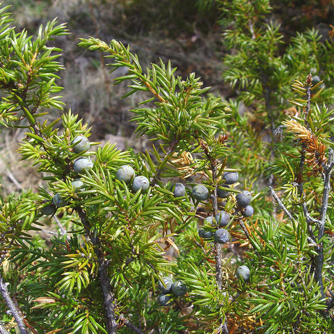 Common Juniper