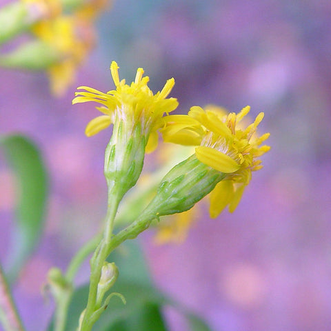 Seaside Goldenrod