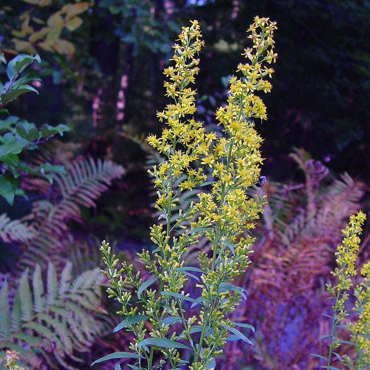 Showy Goldenrod