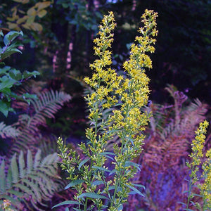 Showy Goldenrod