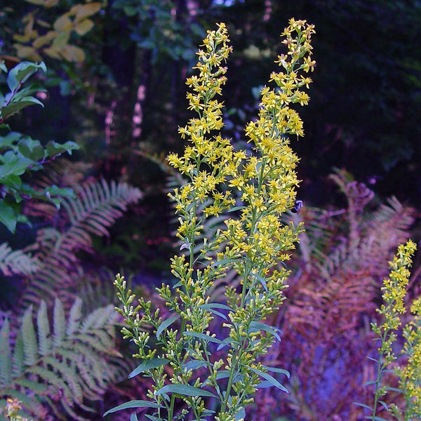 Showy Goldenrod