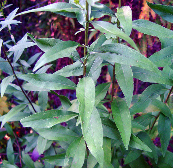 Showy Goldenrod