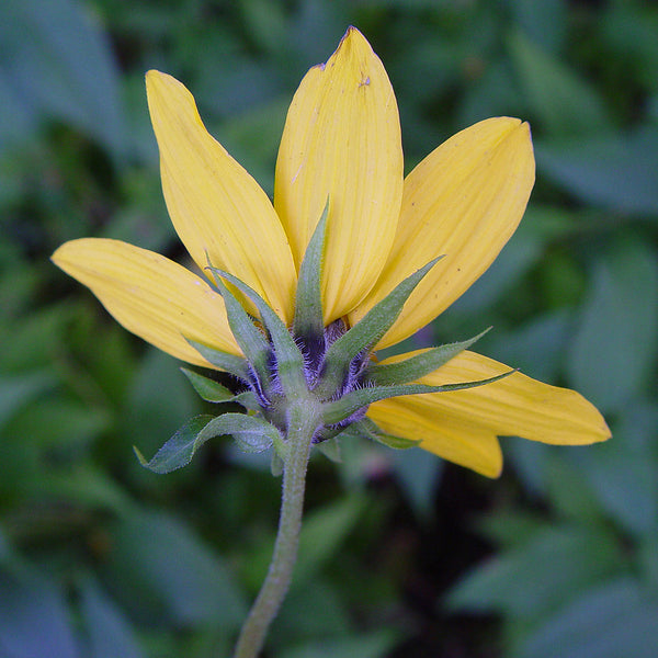 Thin-leaved Sunflower