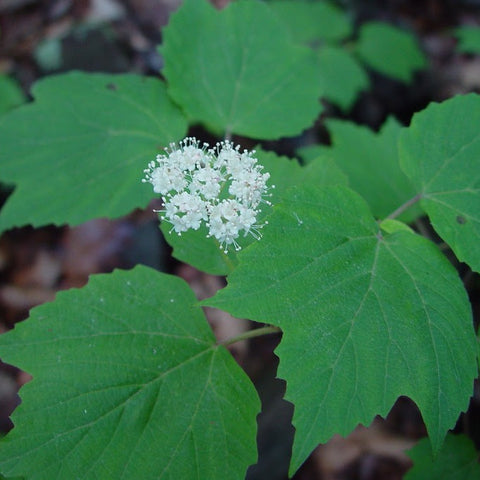 Mapleleaf Viburnum
