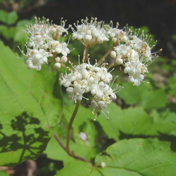 Mapleleaf Viburnum